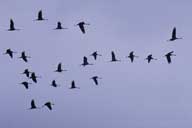 Bild: Flyttande tranor (J Wiklund)